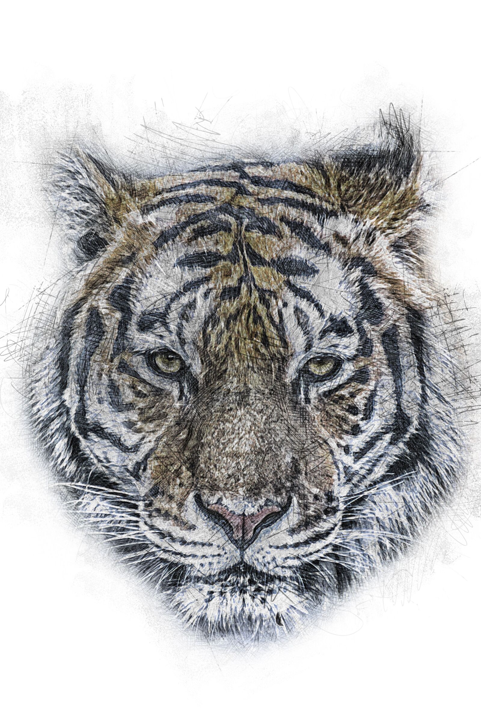 Canon EOS 70D sample photo. Animal, big cat, close-up photography