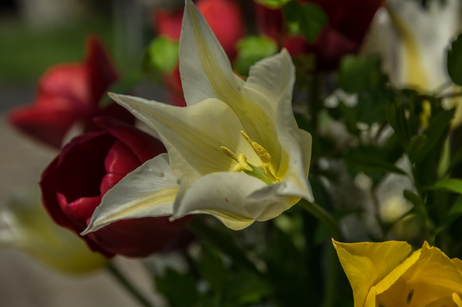 Pentax K-3 sample photo. Flower, blossom, bloom photography