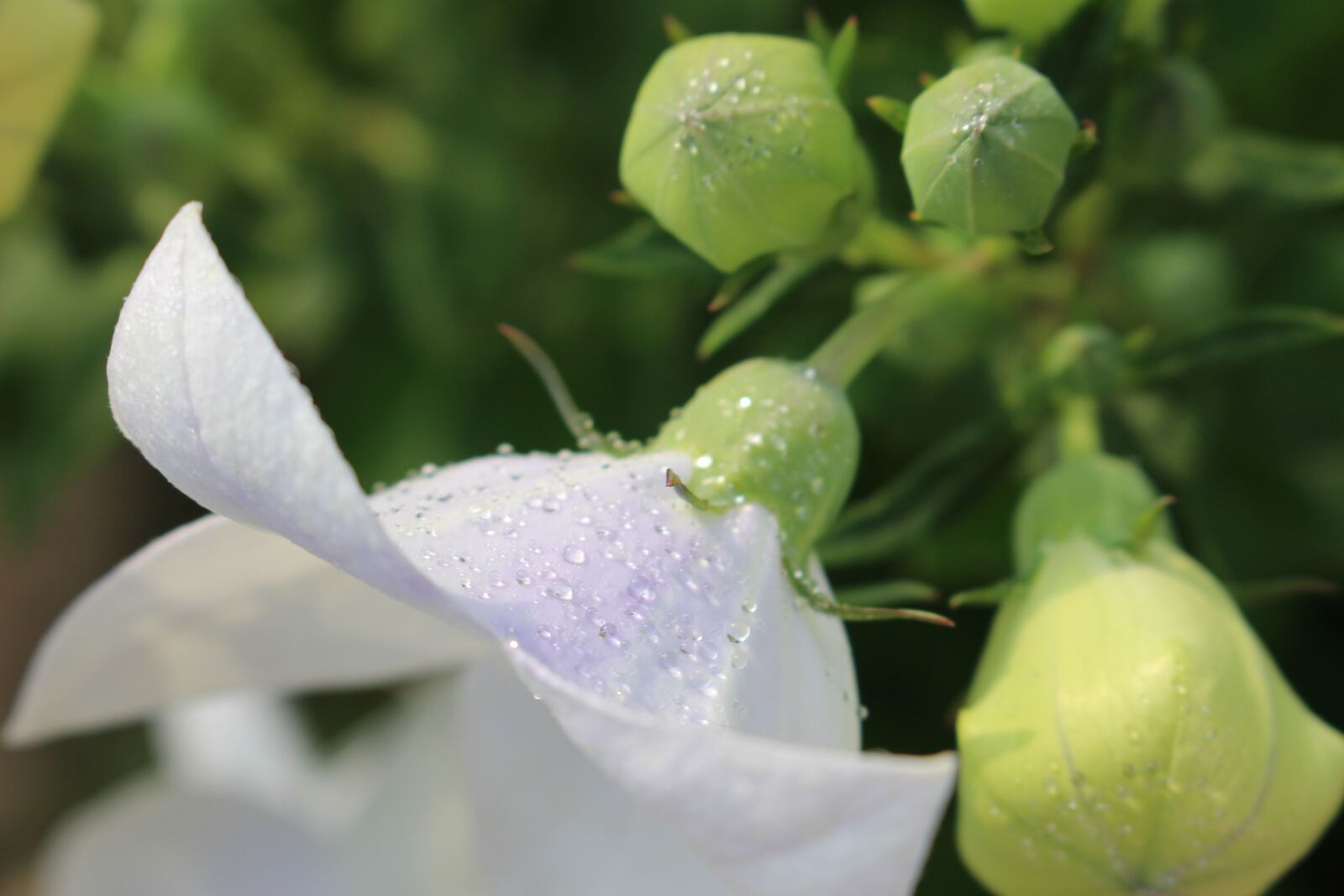 Canon EOS 100D (EOS Rebel SL1 / EOS Kiss X7) sample photo. White flower, flora, nature photography