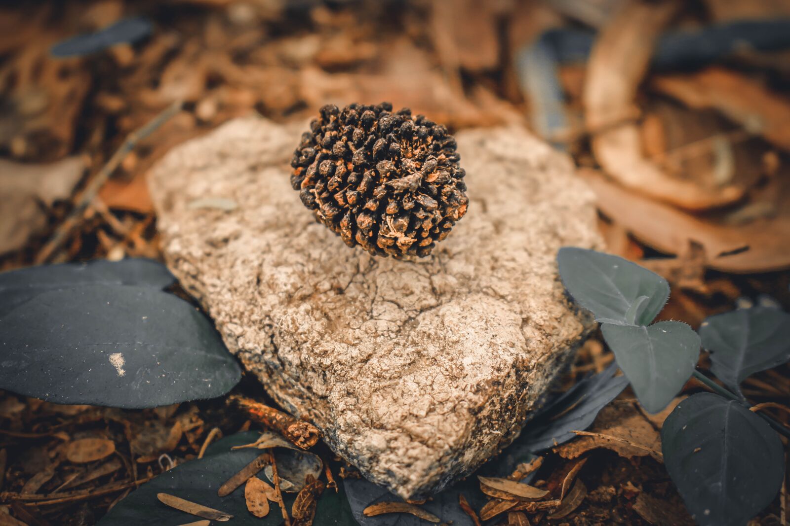 Canon EOS 700D (EOS Rebel T5i / EOS Kiss X7i) sample photo. Nature, field, landscape photography