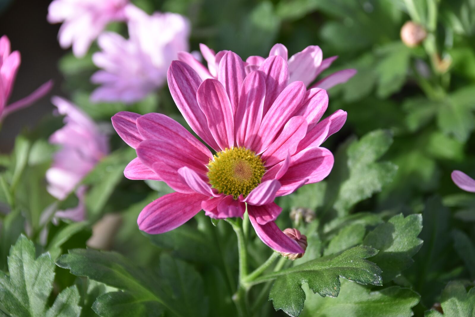 Nikon D5600 sample photo. Flower, pink flower, plant photography
