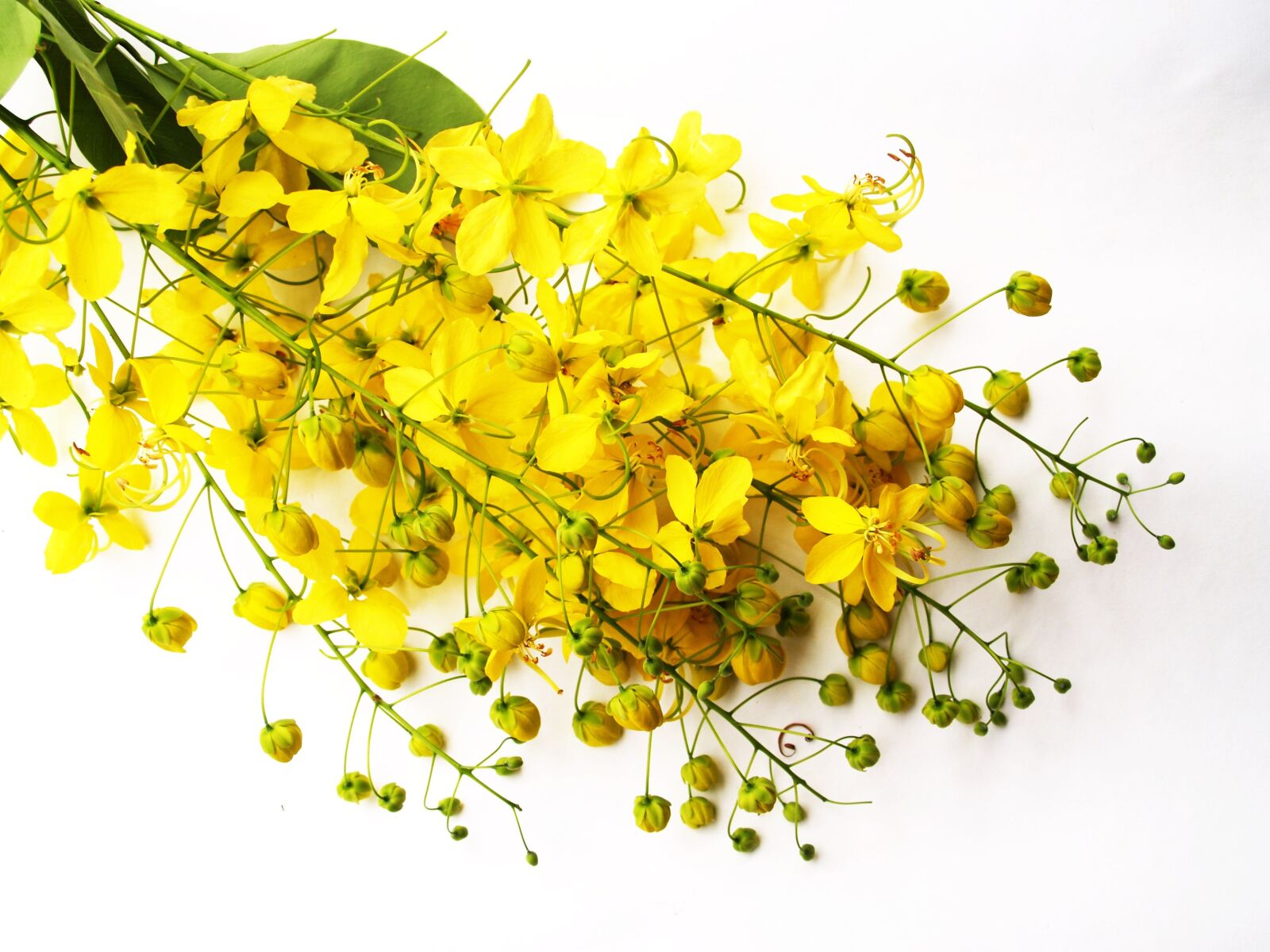 Olympus E-300 (EVOLT E-300) sample photo. Cassia, shower, golden photography