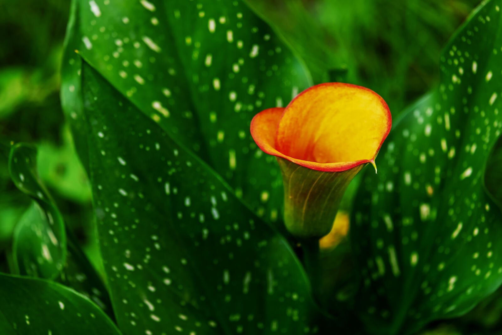 Fujifilm XF 55-200mm F3.5-4.8 R LM OIS sample photo. Calla, flower, hy photography