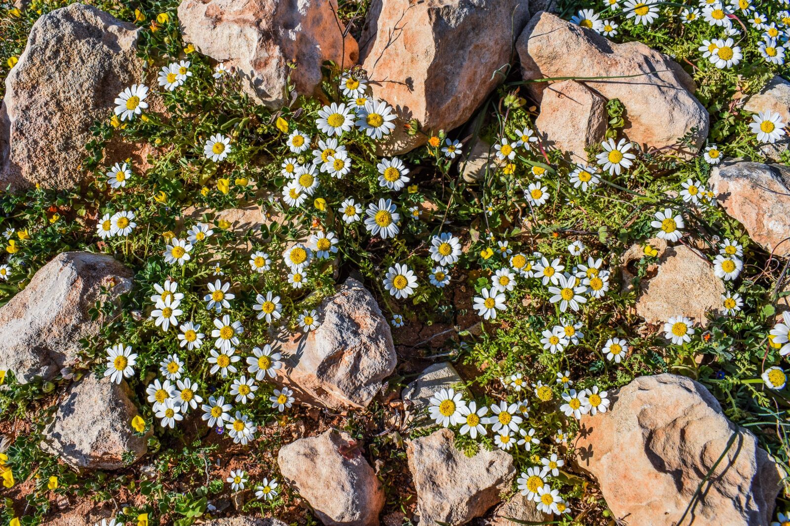 Nikon D3300 sample photo. Camomile, flower, nature photography
