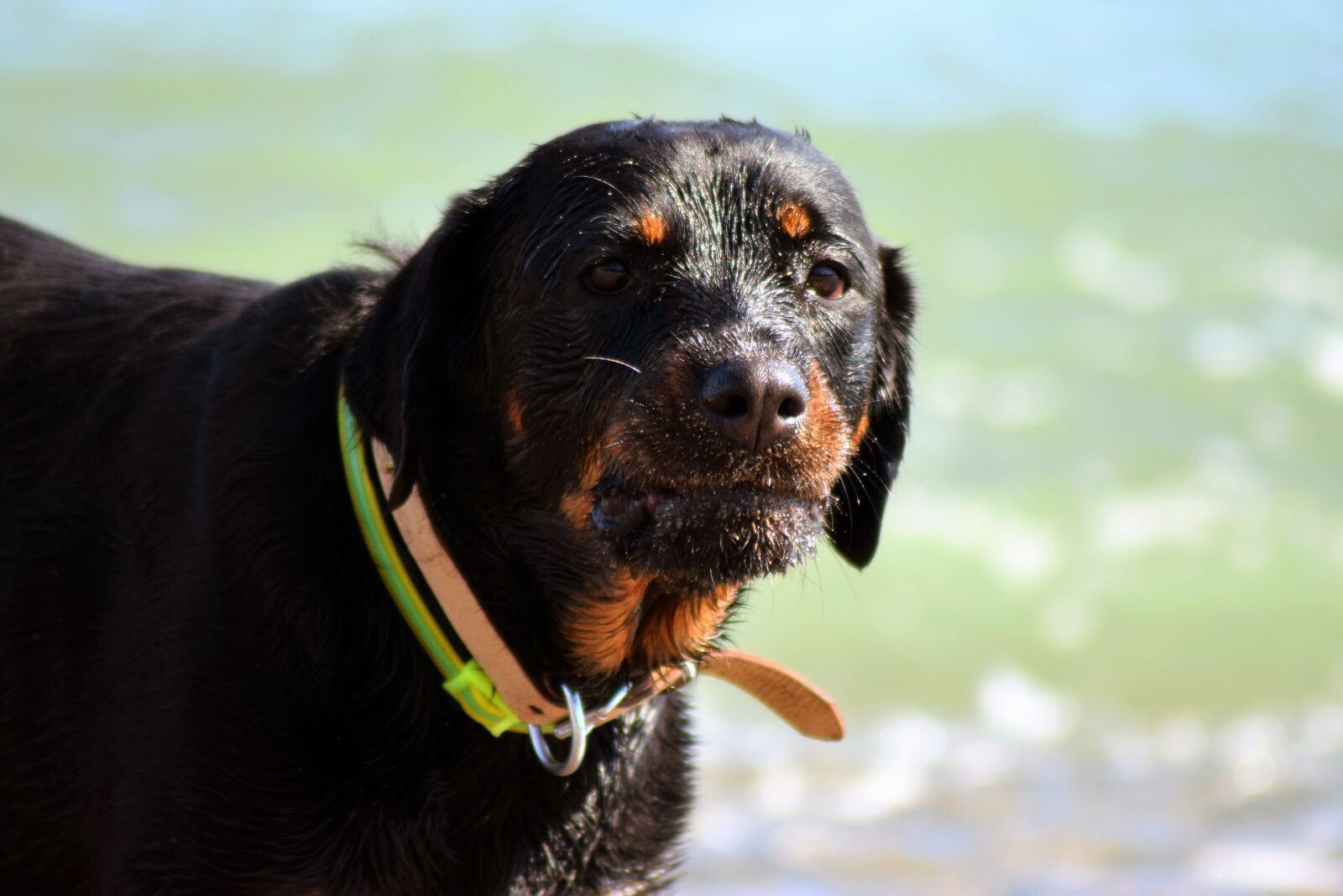 Nikon D5300 sample photo. Dog, beach, summer photography