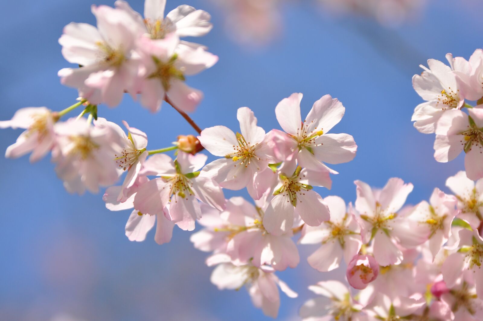 Nikon D90 sample photo. Spring, flowers, nature photography