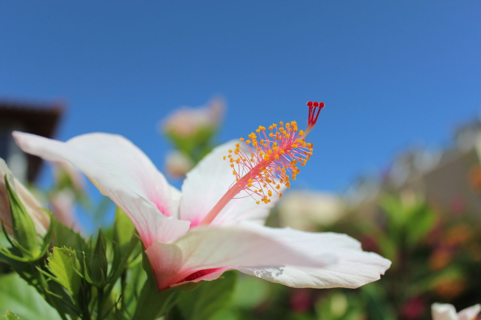 Canon EOS 600D (Rebel EOS T3i / EOS Kiss X5) sample photo. Crete, summer, greece photography