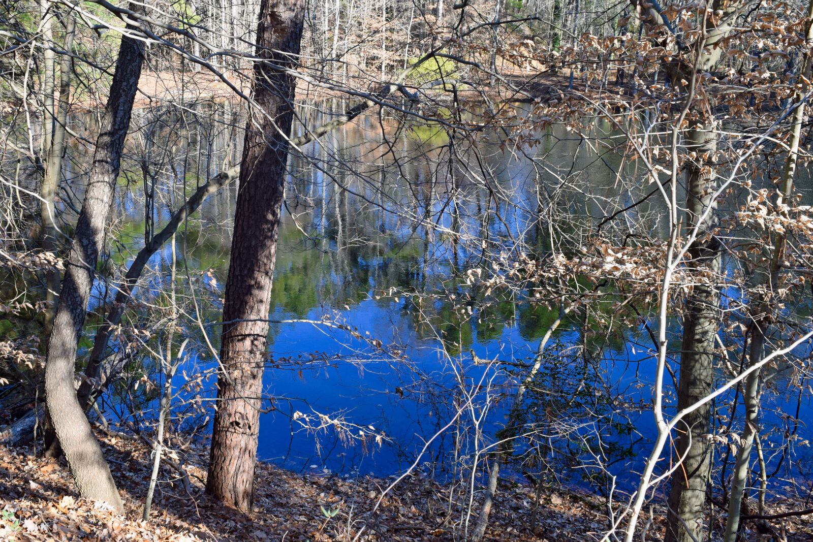 Nikon D3300 sample photo. Pond, forest, park photography