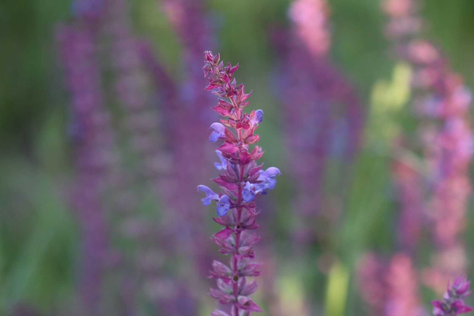Canon EOS M6 sample photo. Plant, flowers, figure photography