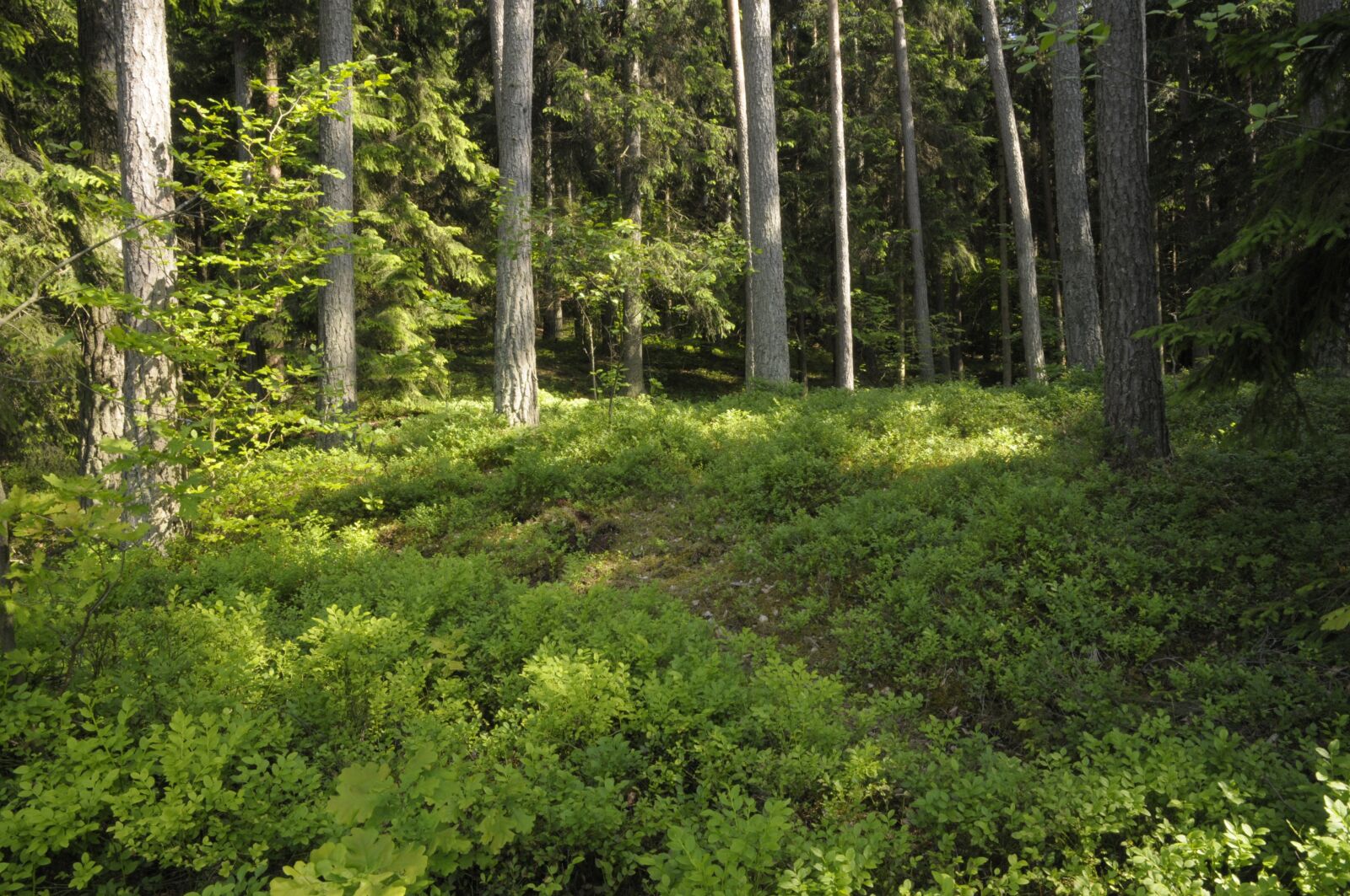 Nikon D300 sample photo. Poland, masuria, forest photography