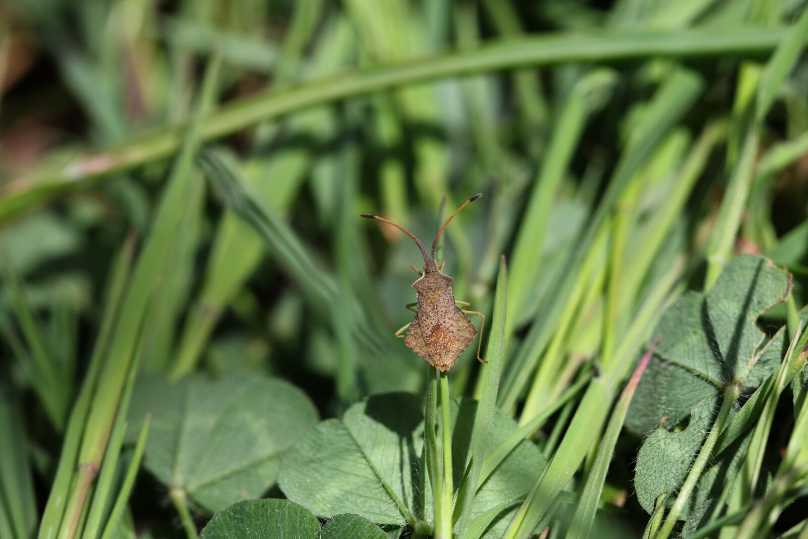Canon EOS 70D + Canon EF 100mm F2.8 Macro USM sample photo. Green, red, flower photography