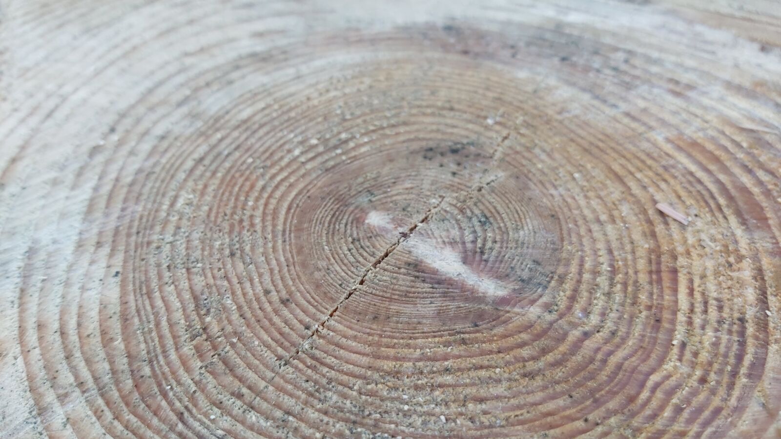 Samsung Galaxy A70 sample photo. Tree, log, forest photography