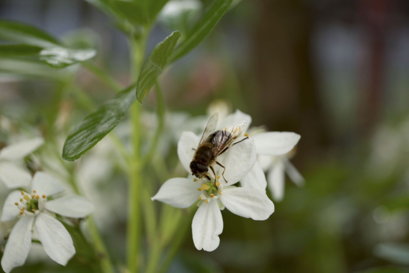 Sony SLT-A68 sample photo. Bee, white flower, nature photography