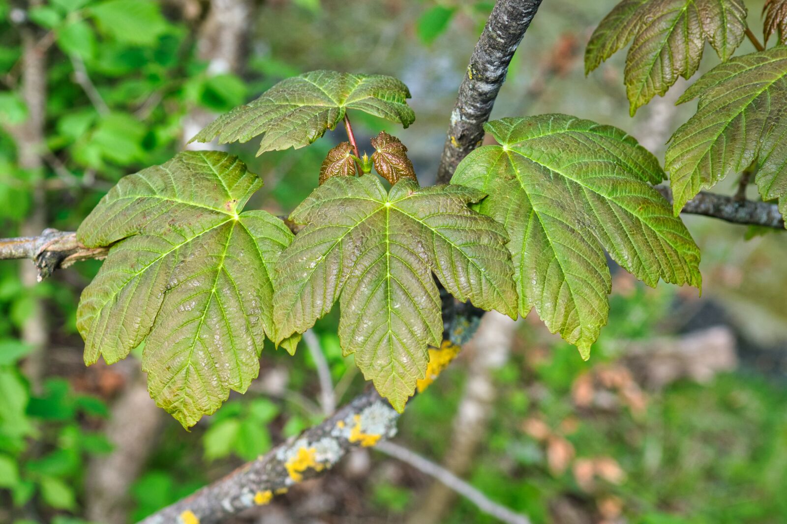 Nikon D7500 sample photo. Spring, leaves, green photography
