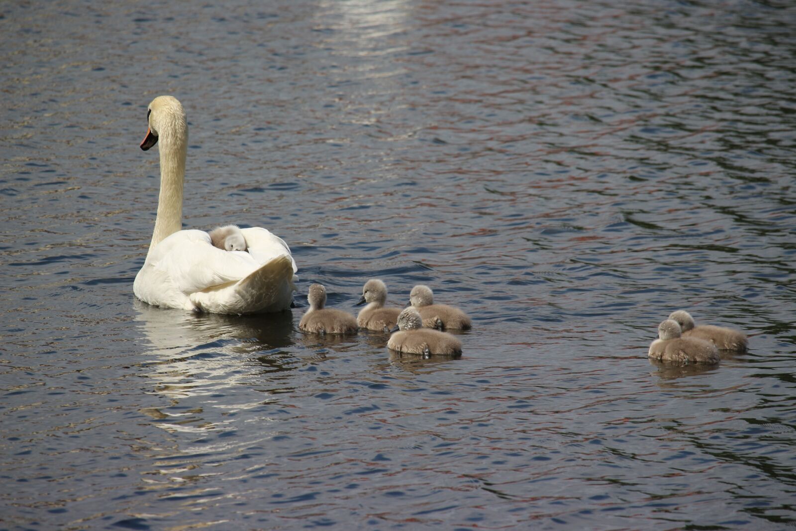 Canon EOS 700D (EOS Rebel T5i / EOS Kiss X7i) sample photo. Swan, swans, water bird photography