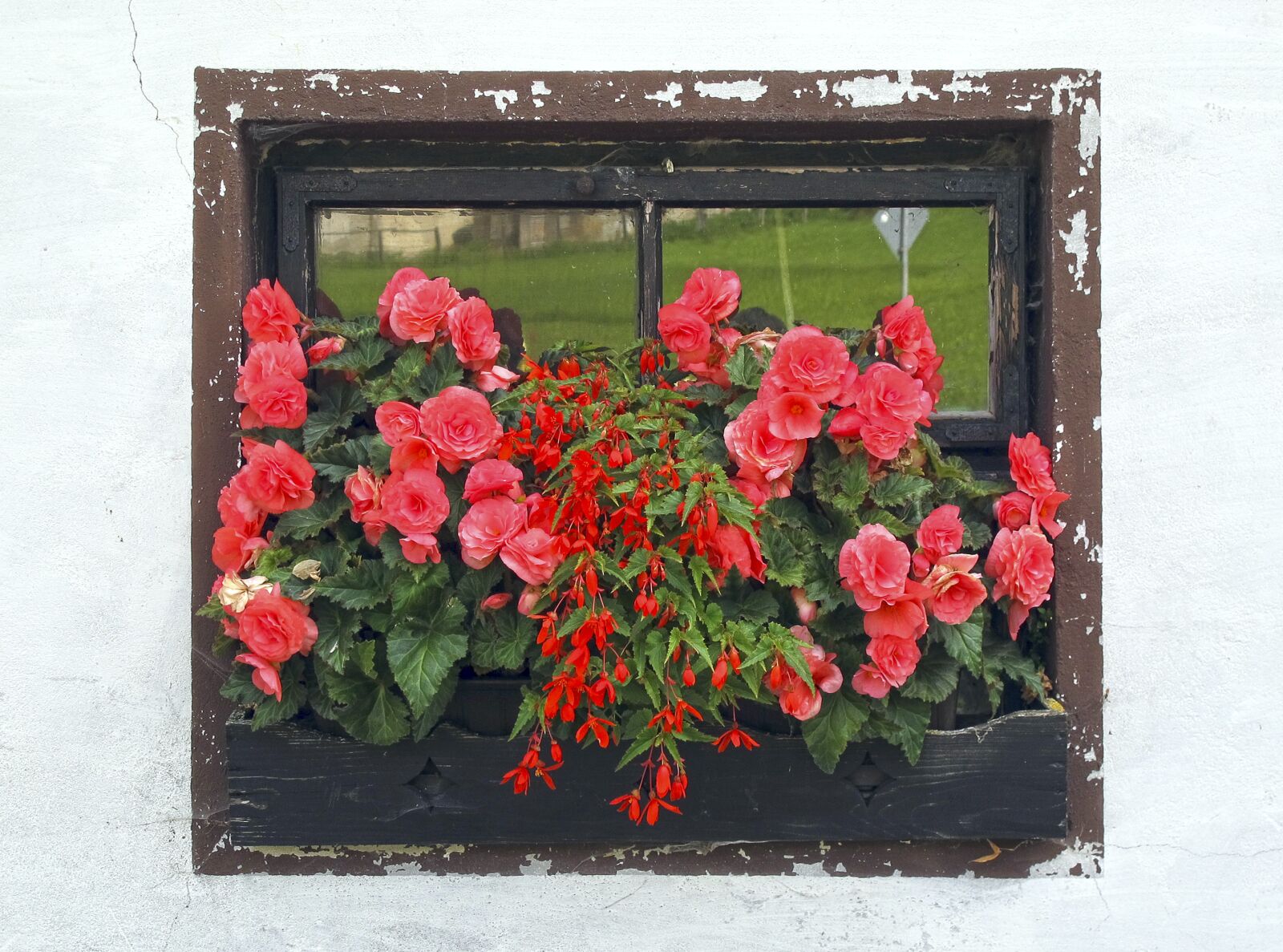 Canon PowerShot G12 sample photo. Window, flower box, roses photography