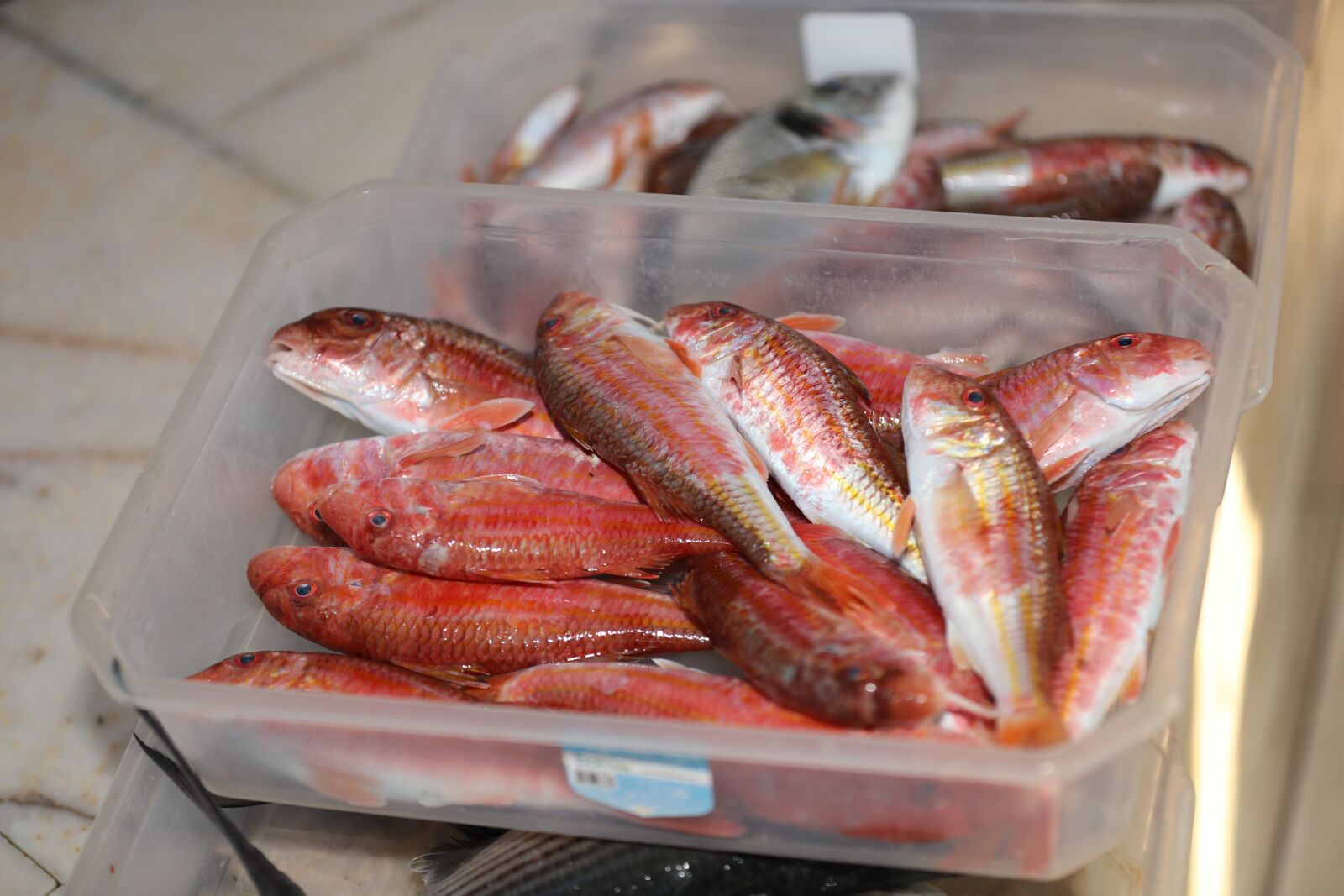 Canon EOS-1D X Mark II sample photo. Seabass, fish, marine photography