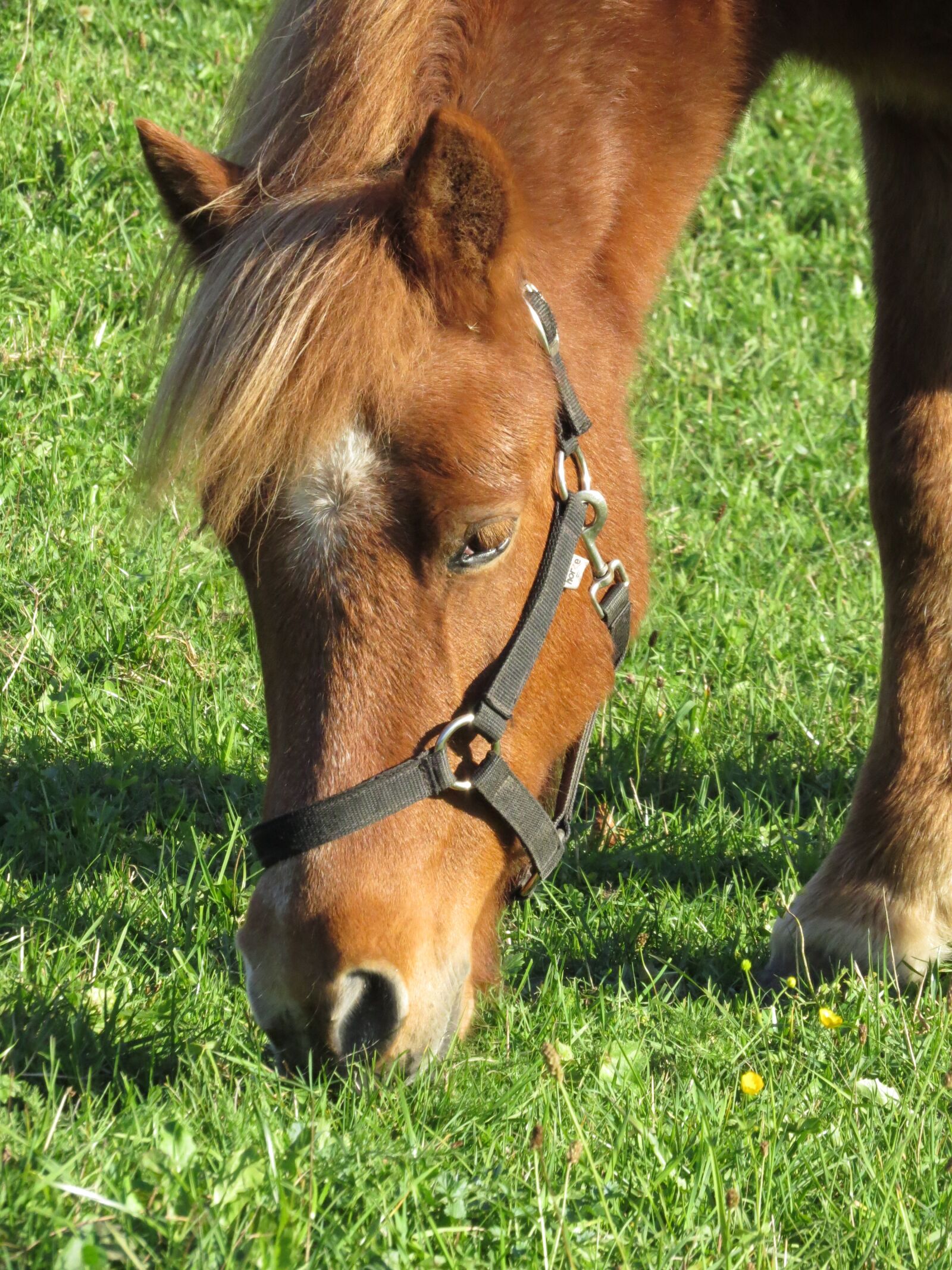 Canon PowerShot SX50 HS sample photo. Horse, animals, nature photography