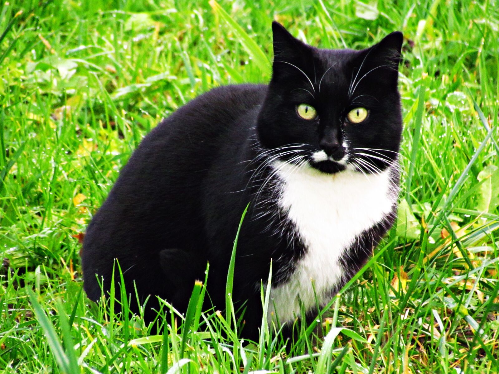 Canon PowerShot SX30 IS sample photo. Cat, animal, homemade photography
