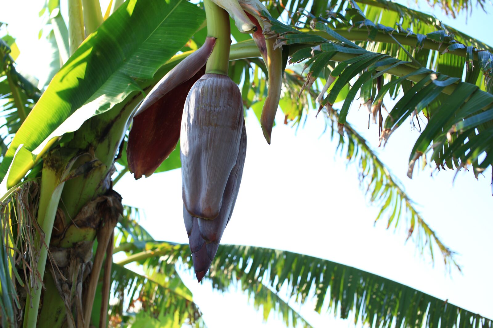 Canon EOS 5D Mark II sample photo. Banana, flower, wild photography