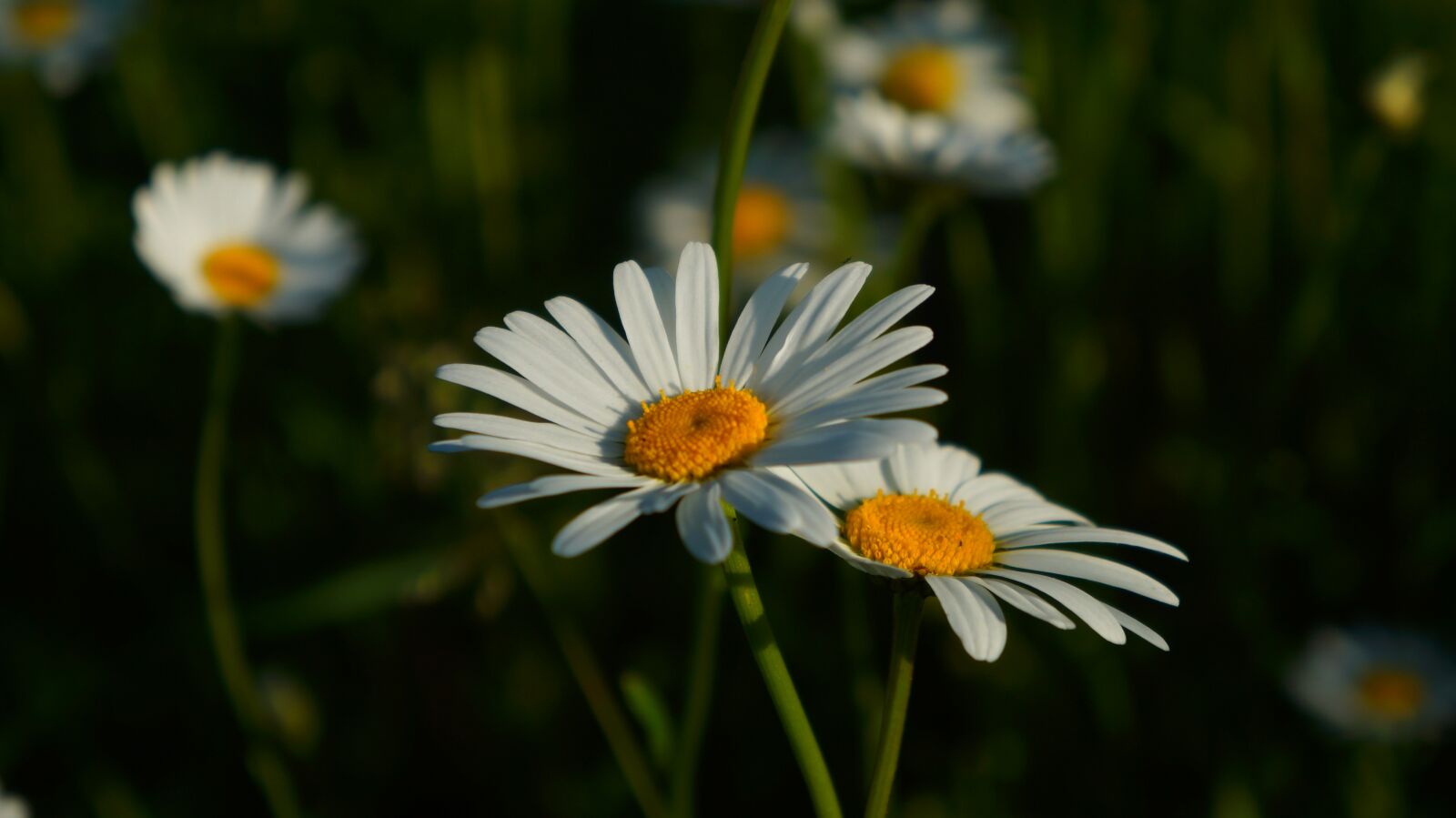 Sony Alpha a3000 + Sony E 18-55mm F3.5-5.6 OSS sample photo. Nature, plants, daisy photography