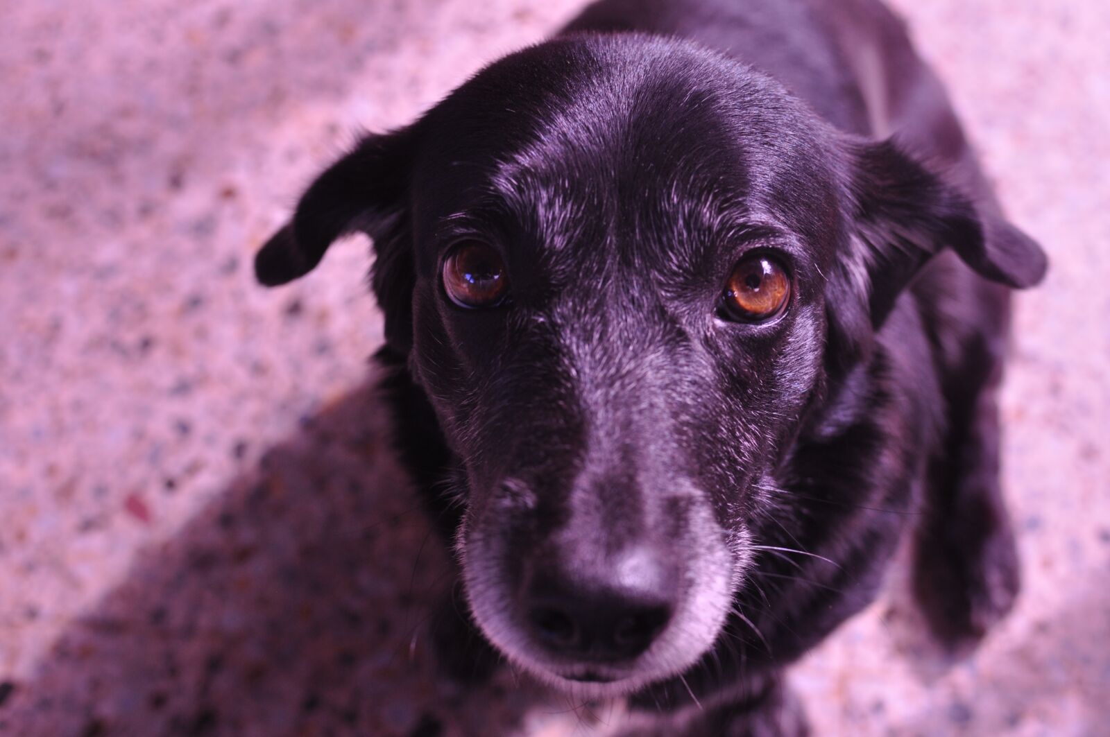 Nikon D5000 sample photo. Dog, countryside, black photography