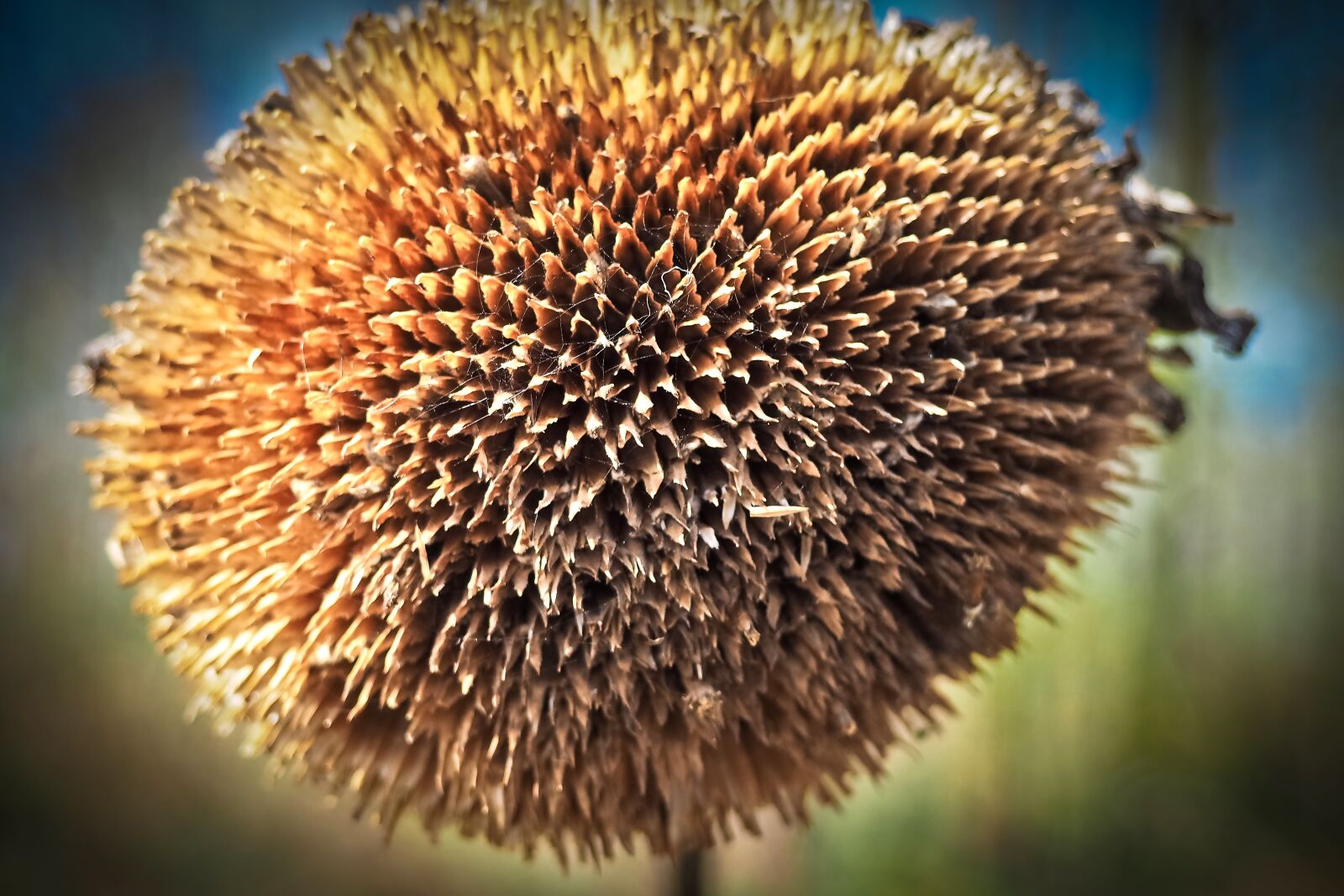 Olympus OM-D E-M10 sample photo. Sunflower, plant, nature photography