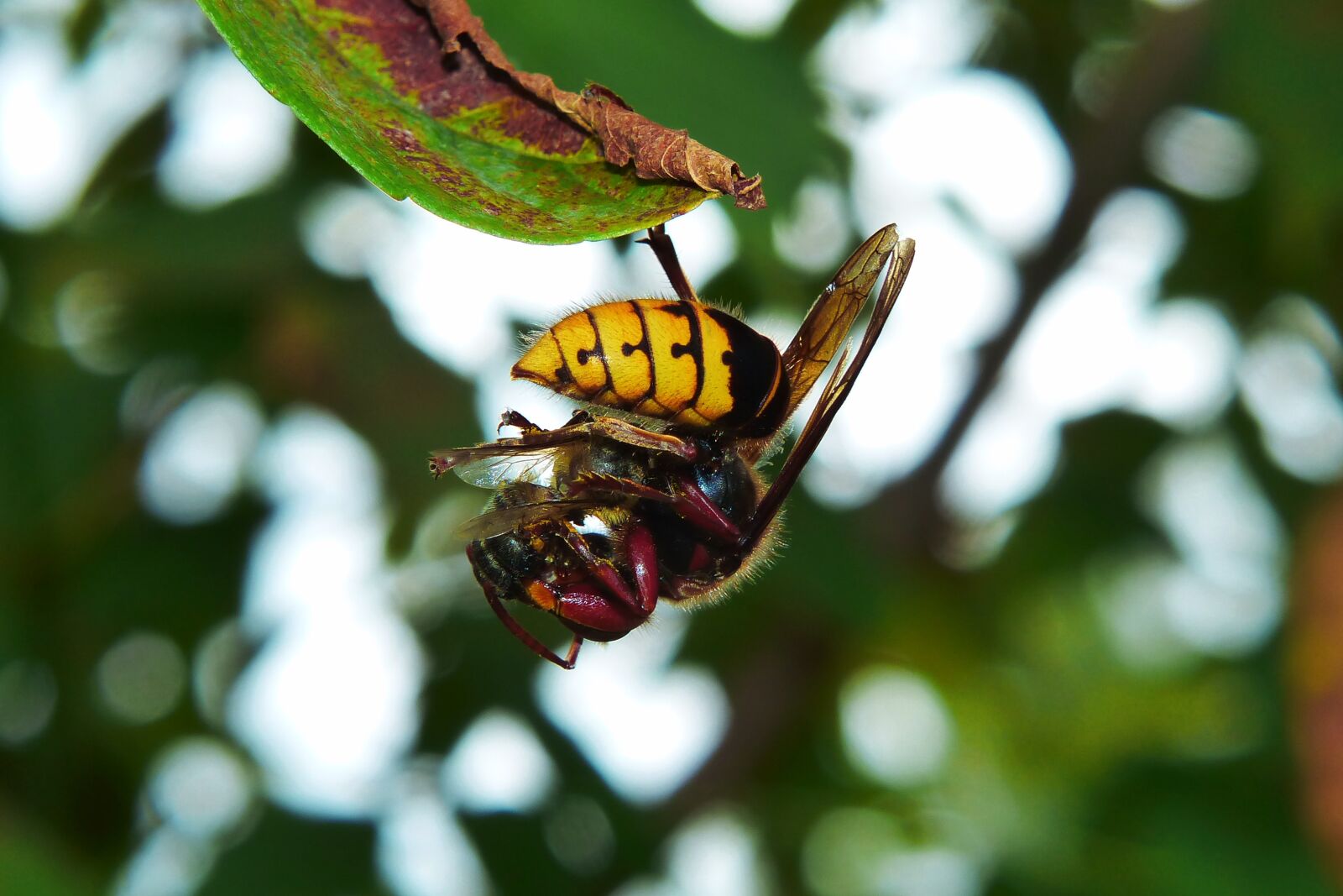 Panasonic Lumix DMC-FZ200 sample photo. European hornet, insect, victim photography