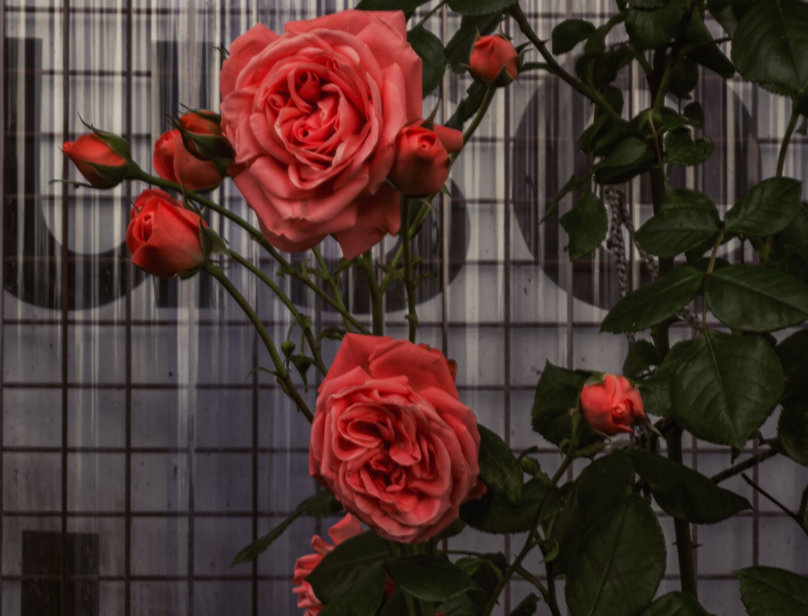 Canon EOS 700D (EOS Rebel T5i / EOS Kiss X7i) sample photo. Roses, rose, bloom photography