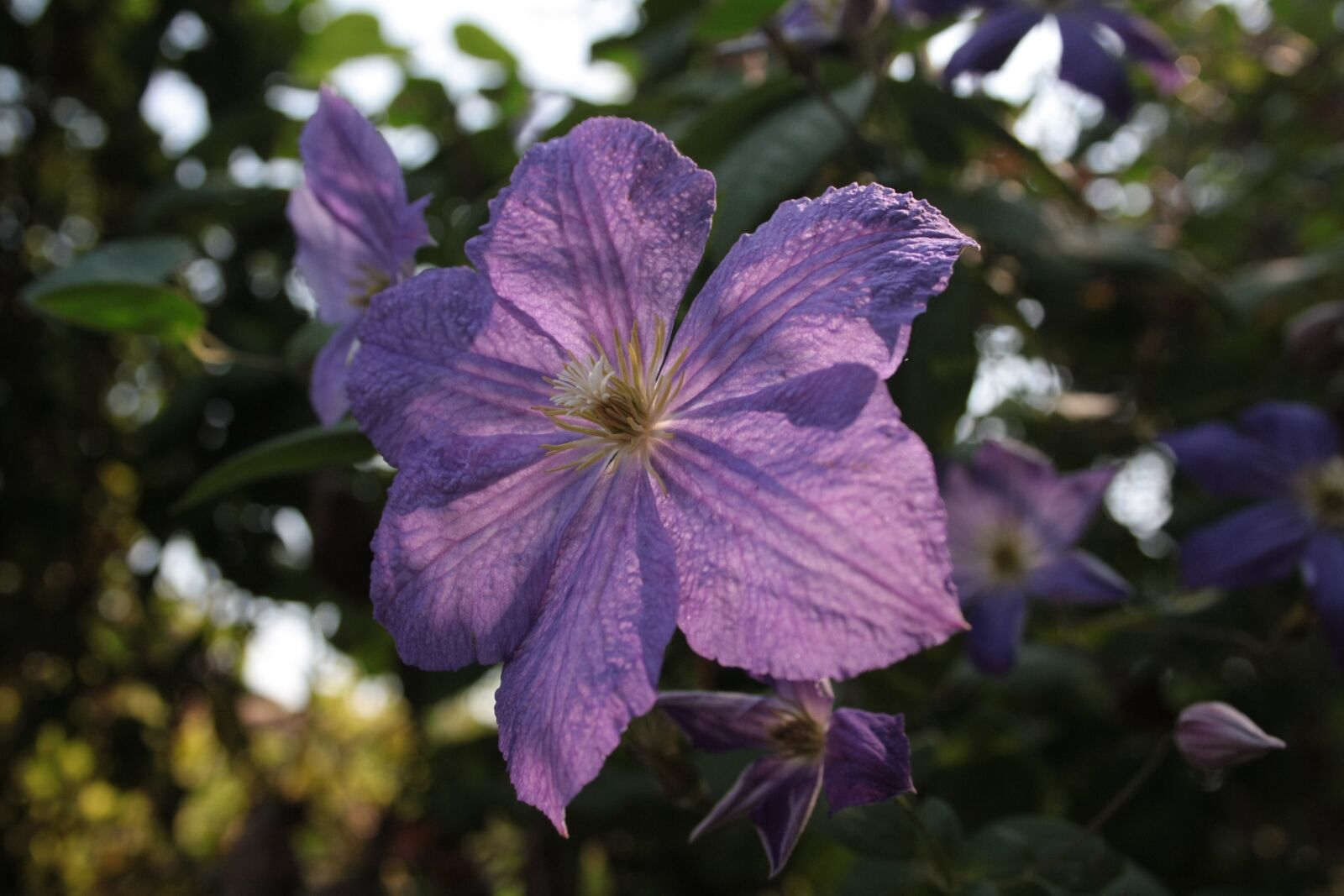 Canon EOS 1000D (EOS Digital Rebel XS / EOS Kiss F) sample photo. Flower, violet, nature photography
