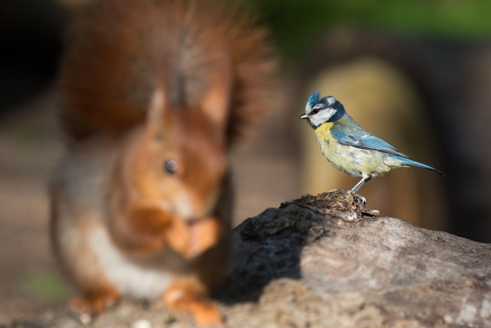 Nikon D800 sample photo. Blue tit, cyanistes caeruleus photography