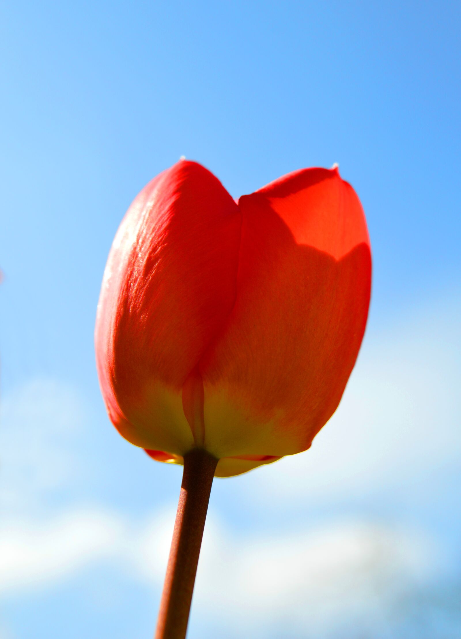 Nikon D3200 sample photo. Tulip, red, blossom photography