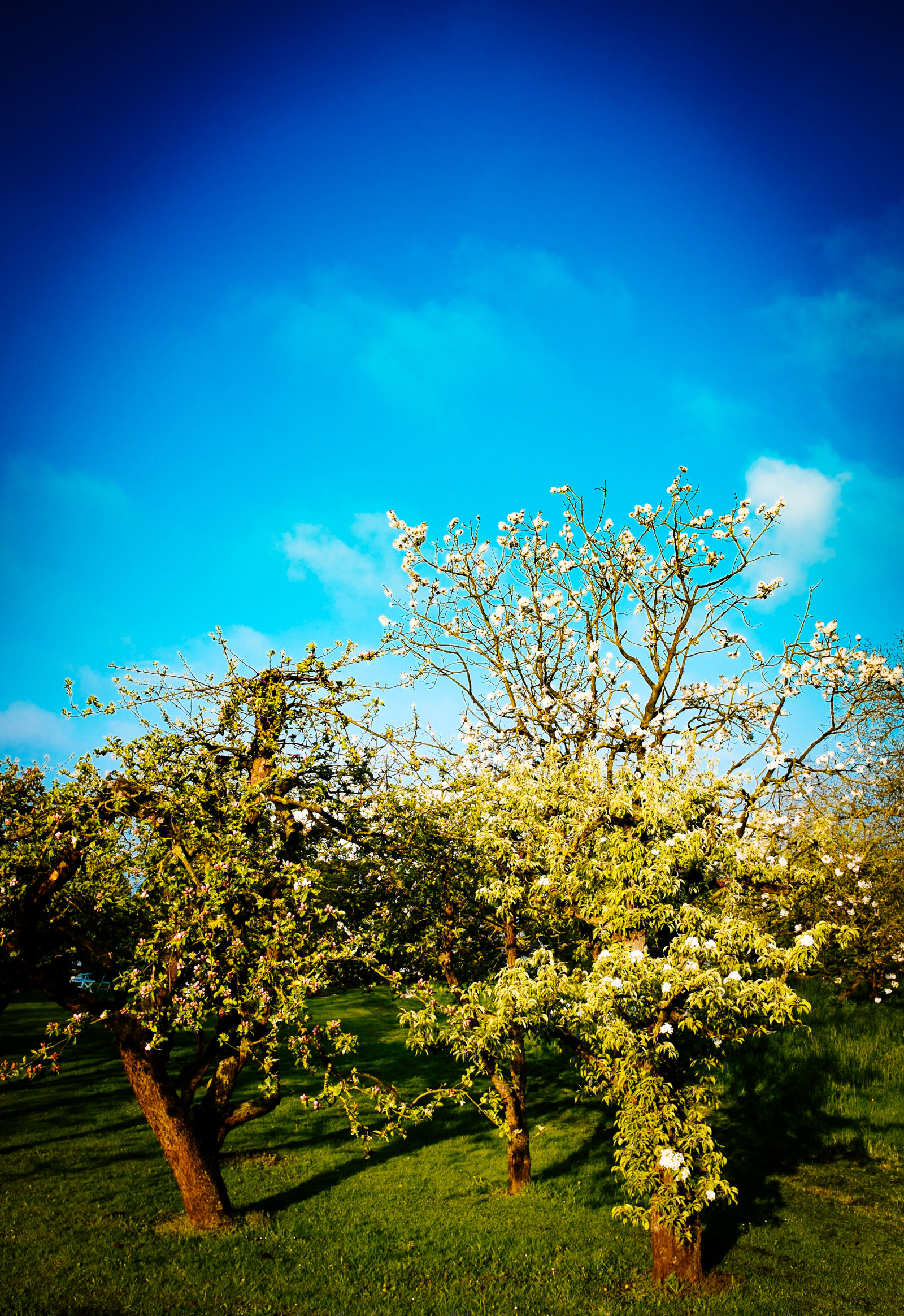 Fujifilm X100S sample photo. Spring photography