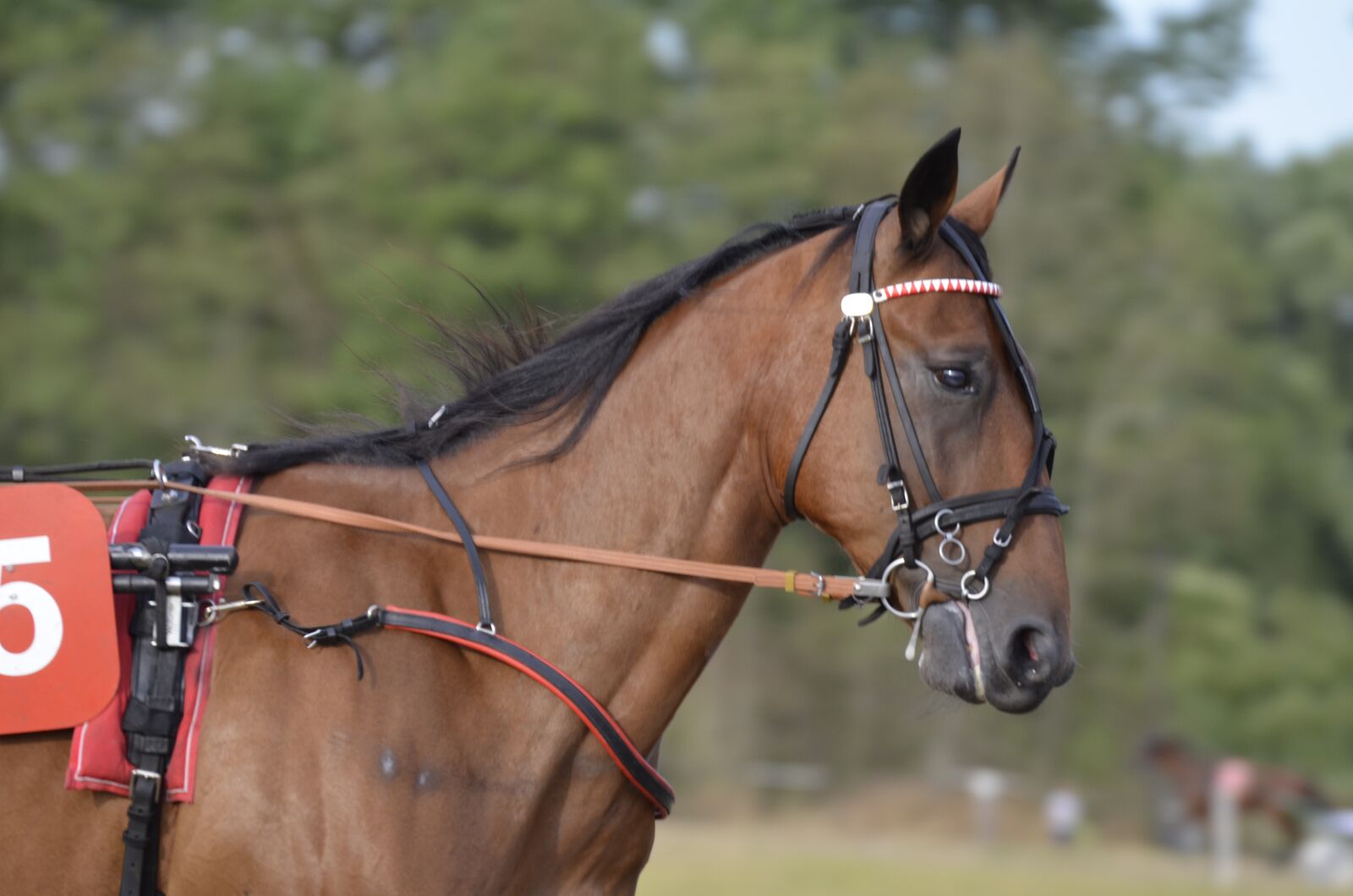 Nikon D5100 sample photo. Trotting, sport, horse photography