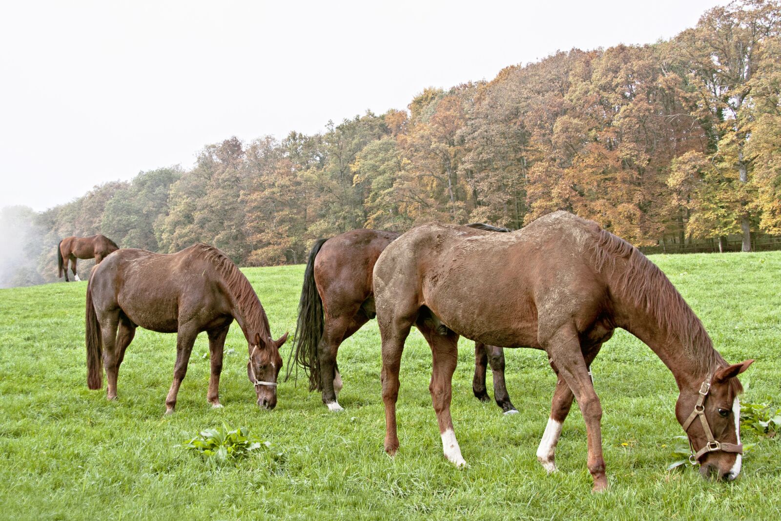 Canon EOS 50D sample photo. Horses, pasture, brown photography