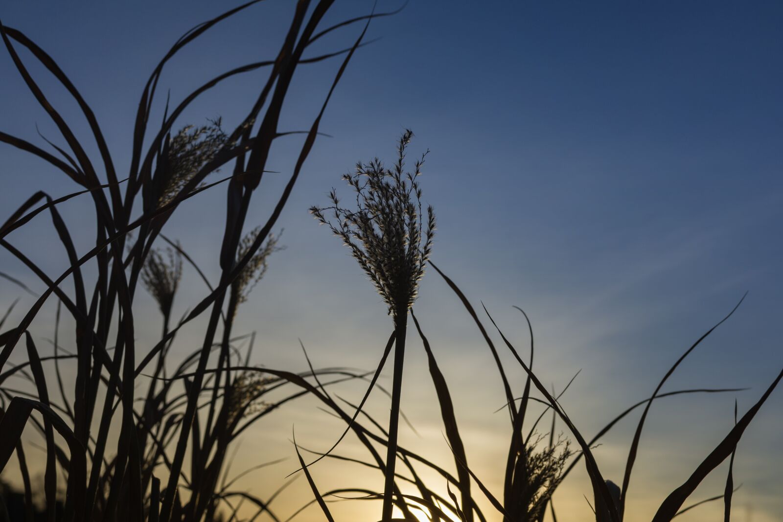 Nikon D7200 sample photo. Silver spring, ziergrass, reed photography