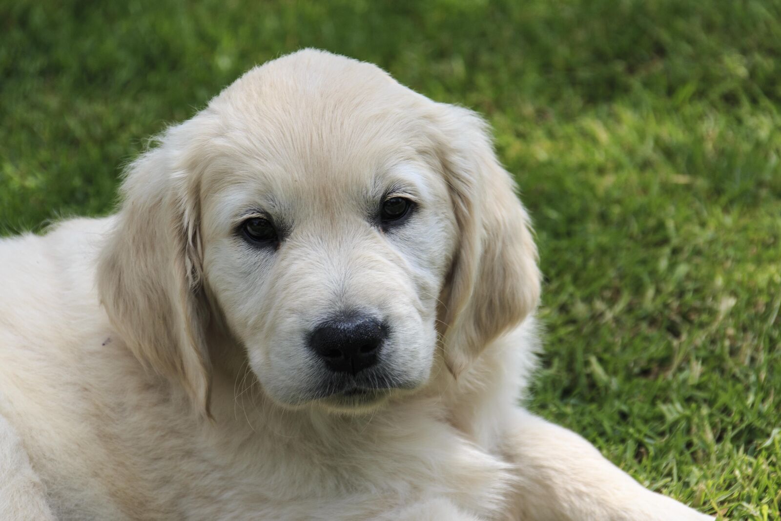Canon EOS 70D sample photo. Puppy, cute, cute puppy photography