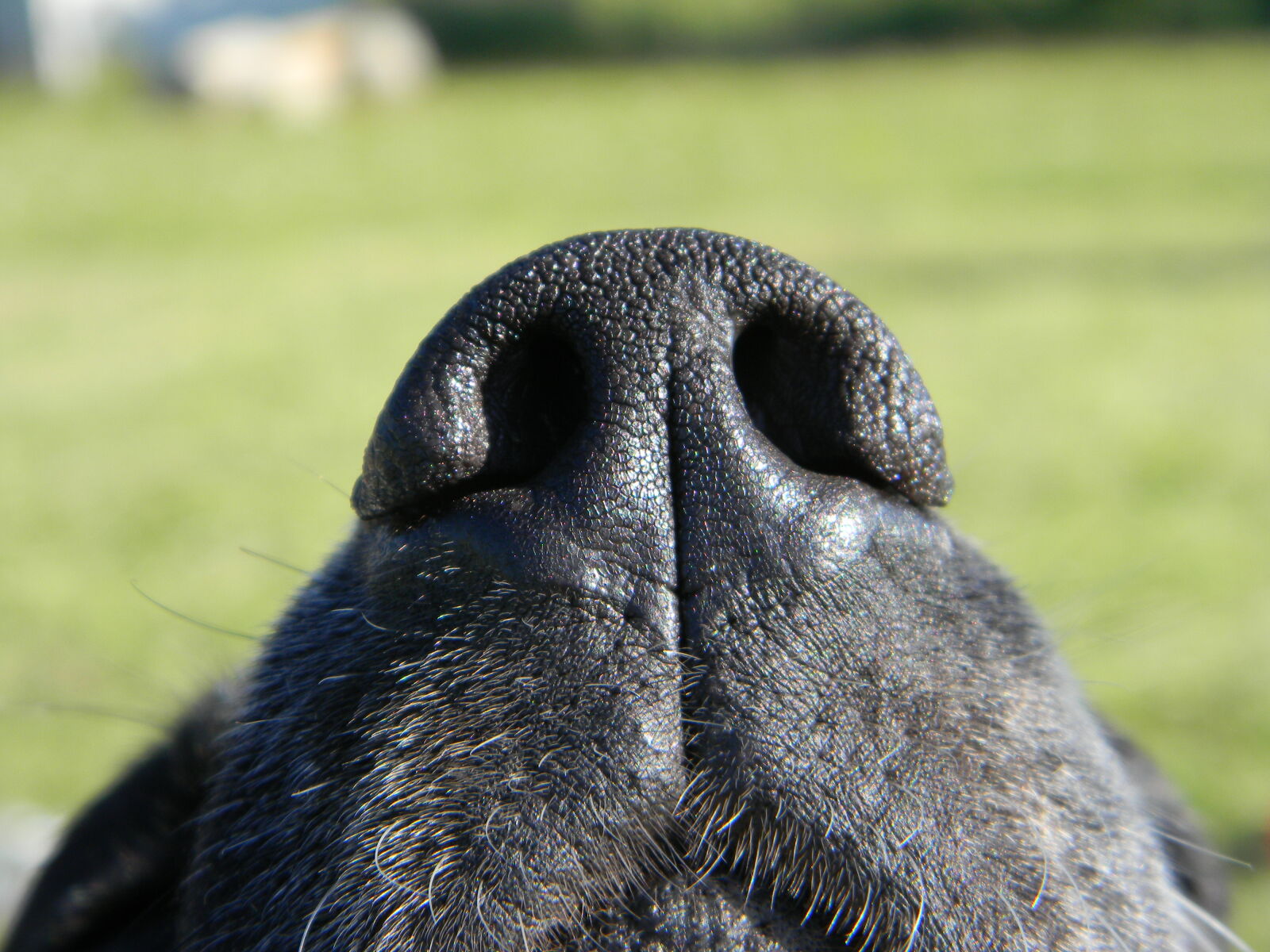Nikon Coolpix L110 sample photo. Dog, green, nature, nose photography