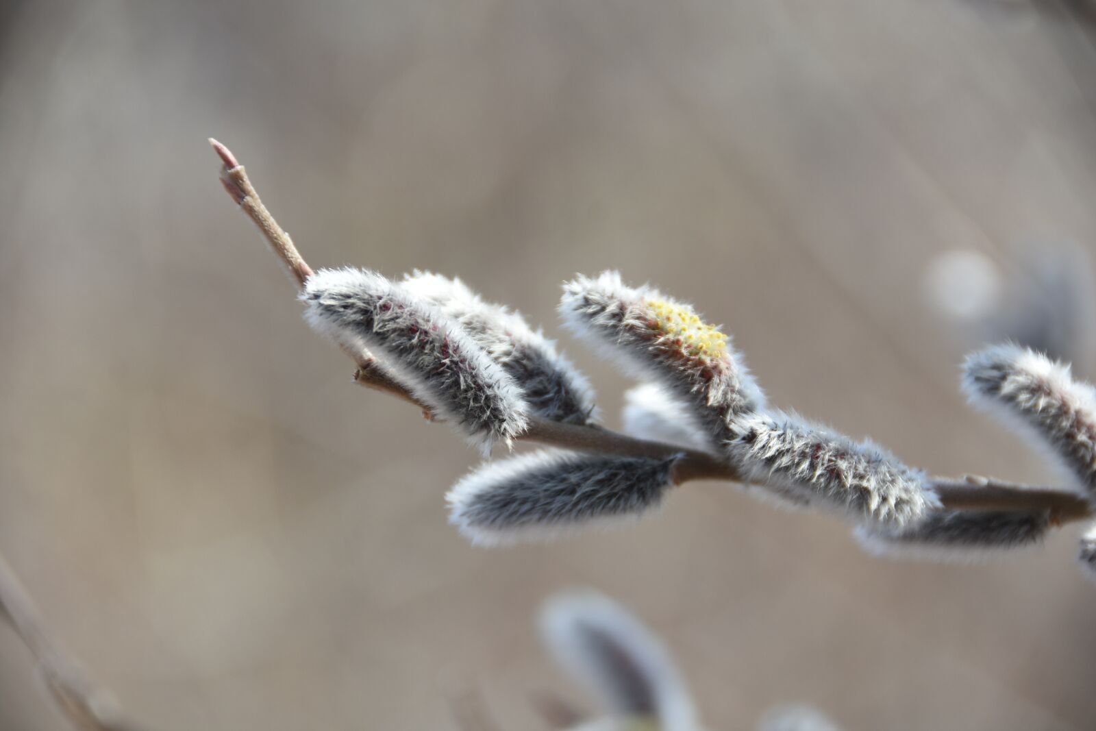 Nikon D7200 sample photo. Spring, flowers, macro photography