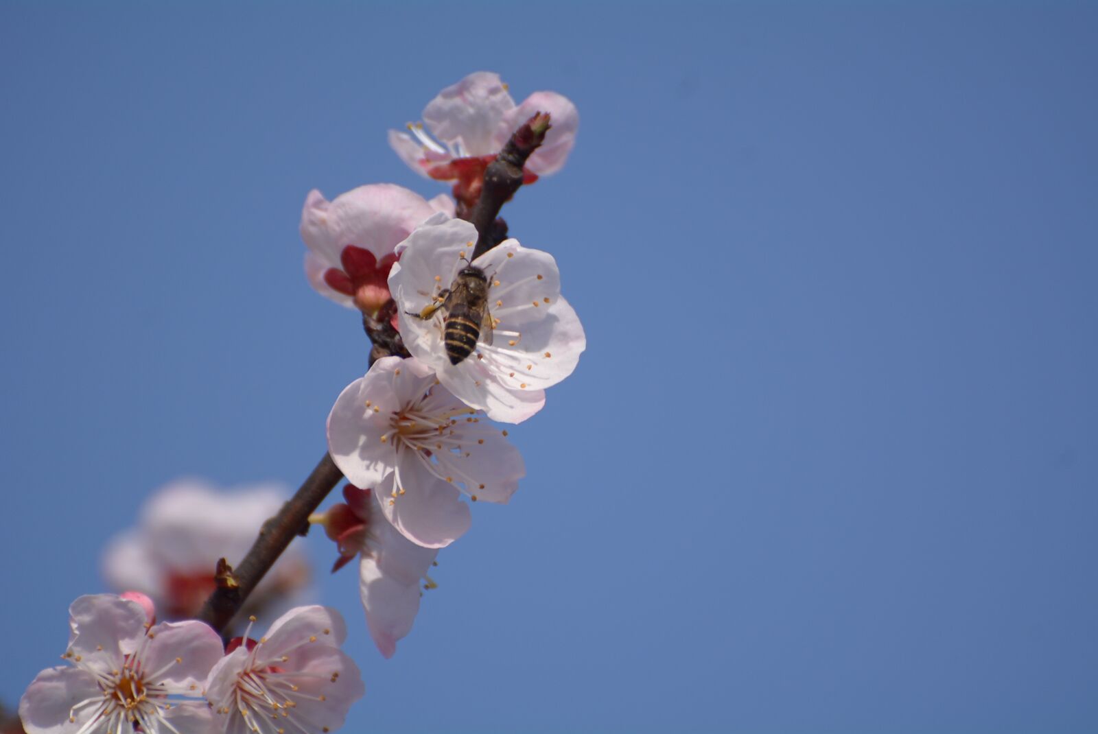 Nikon D7100 sample photo. Flower, cherry wood, nature photography