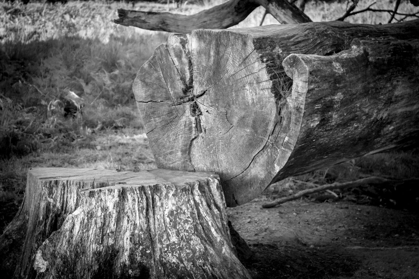 Samsung NX 20-50mm F3.5-5.6 ED sample photo. Tree, tree stump, log photography