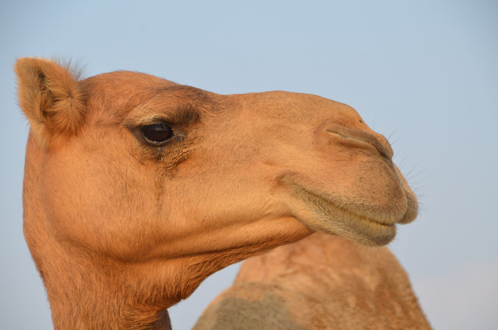 Nikon D7000 sample photo. Camel, profile, united arab photography