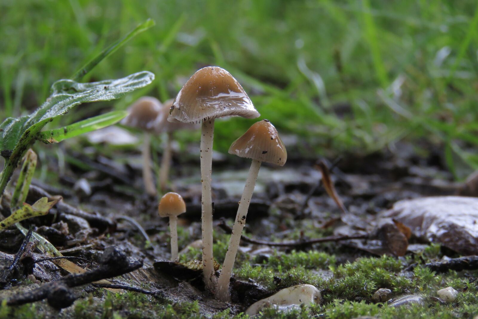 Canon PowerShot SX60 HS sample photo. Paddenstoel, herfst, mushroom photography