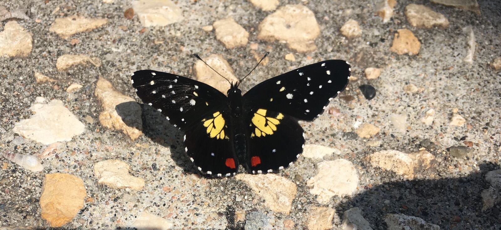 Apple iPhone 6s sample photo. Butterfly, colorful, mexico photography