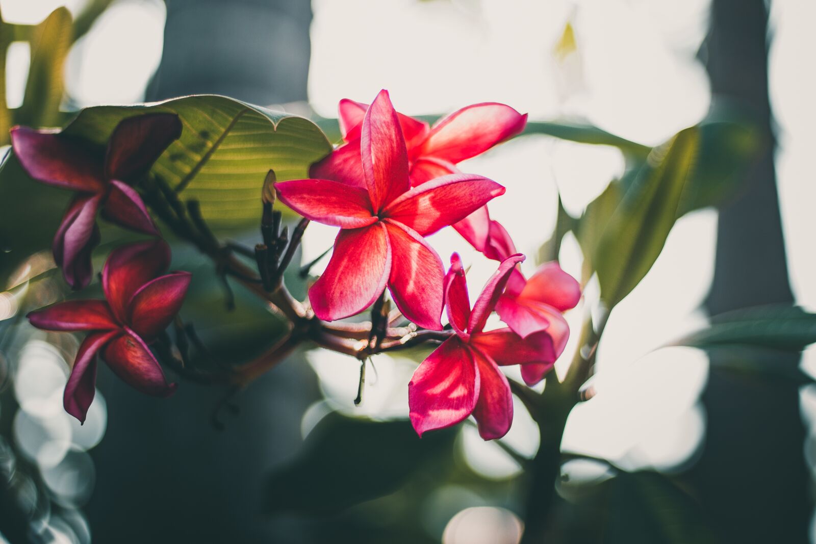 Canon EOS 700D (EOS Rebel T5i / EOS Kiss X7i) + Canon EF 50mm F1.8 STM sample photo. Plumeria, flower, thailand photography