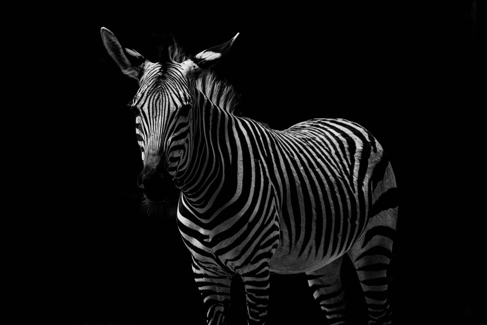 Nikon D850 sample photo. Zebra, africa, poaching photography