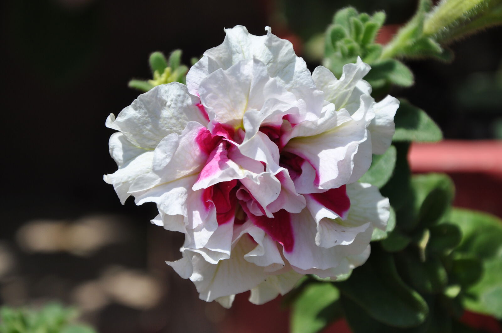 Nikon D90 sample photo. Beautiful, flowers, flowers, mothernature photography