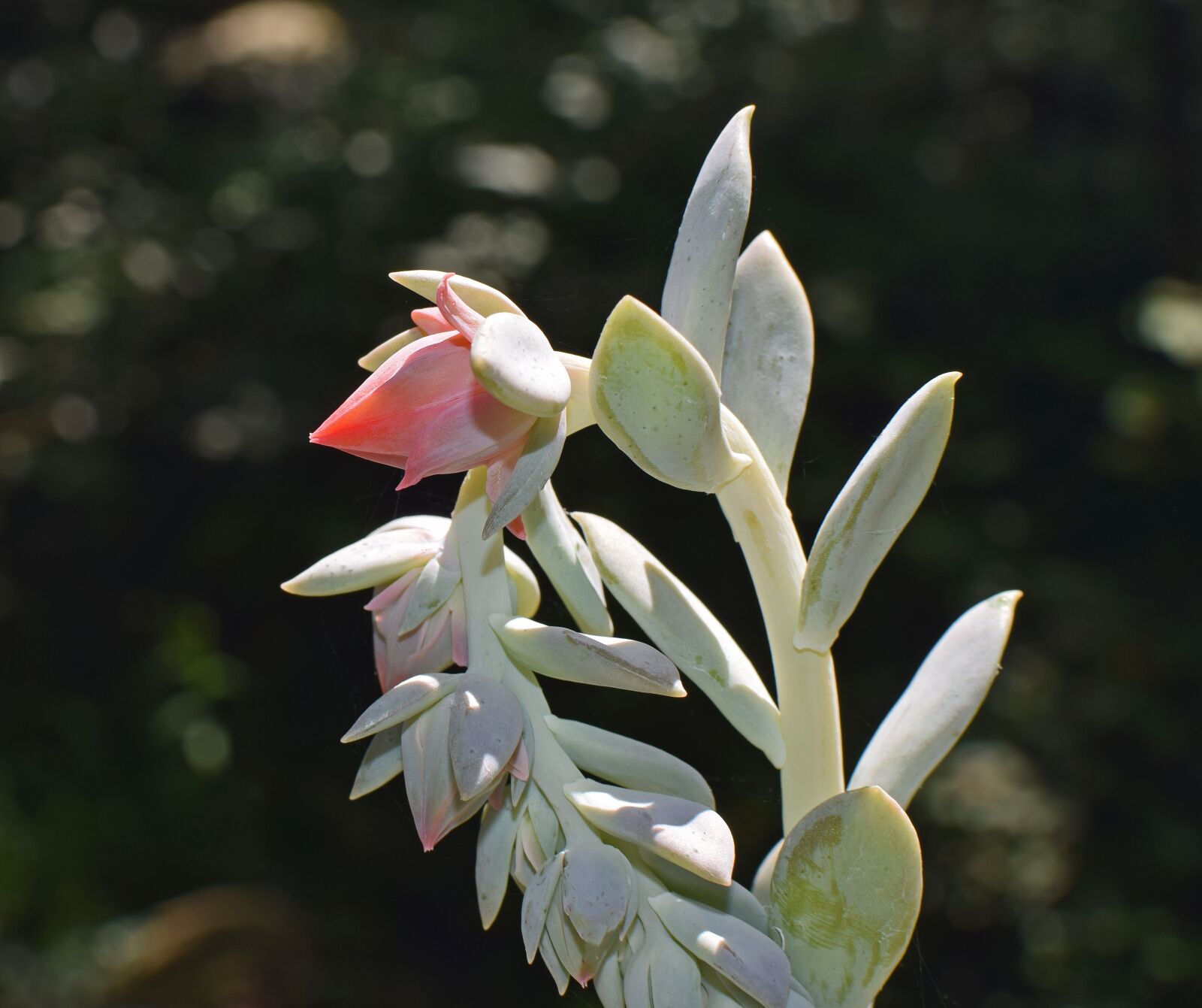 Nikon D3300 sample photo. Echeveria flower spike, succulent photography
