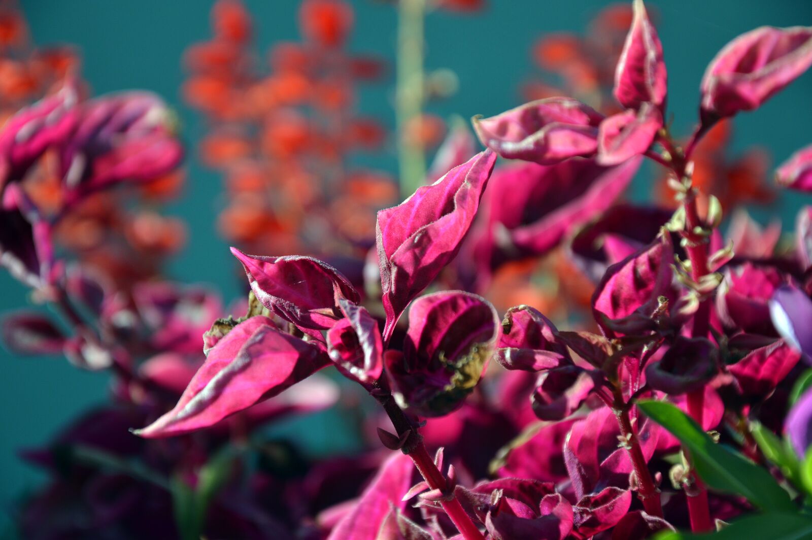 Nikon D3200 sample photo. Plant, ornamental plant, container photography