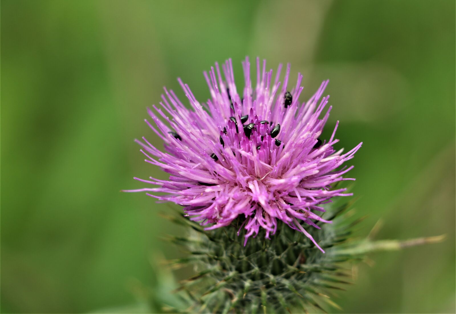 Canon EF-S 18-135mm F3.5-5.6 IS STM sample photo. Herbaceusmilk thistle, flower, wild photography